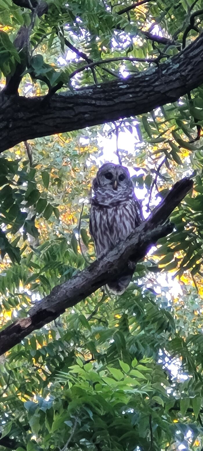 This Guy Who Lives In Our Back Yard