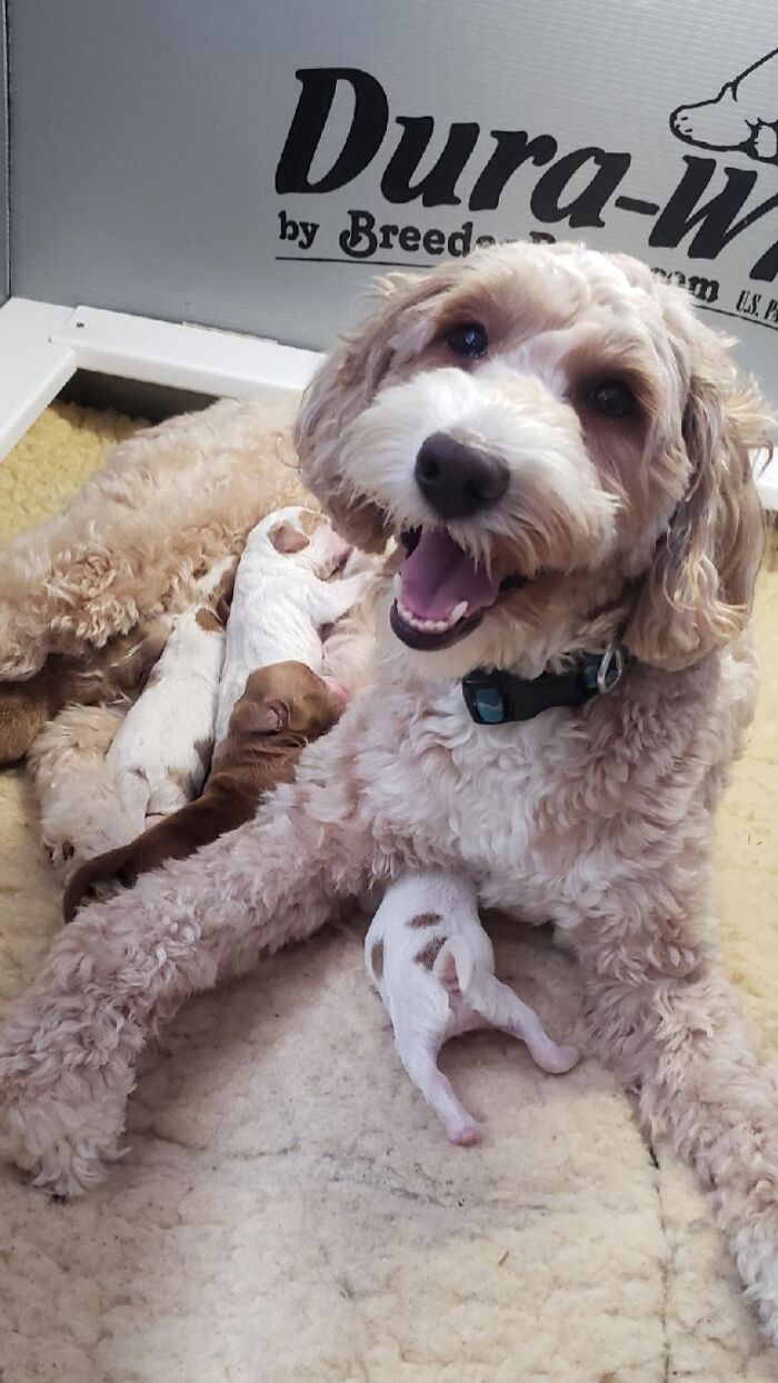 My Girl Had Her First Litter Of Puppies. She Looks So Proud. I Can Assure That She Looked Like This In Every Other Photo As Well