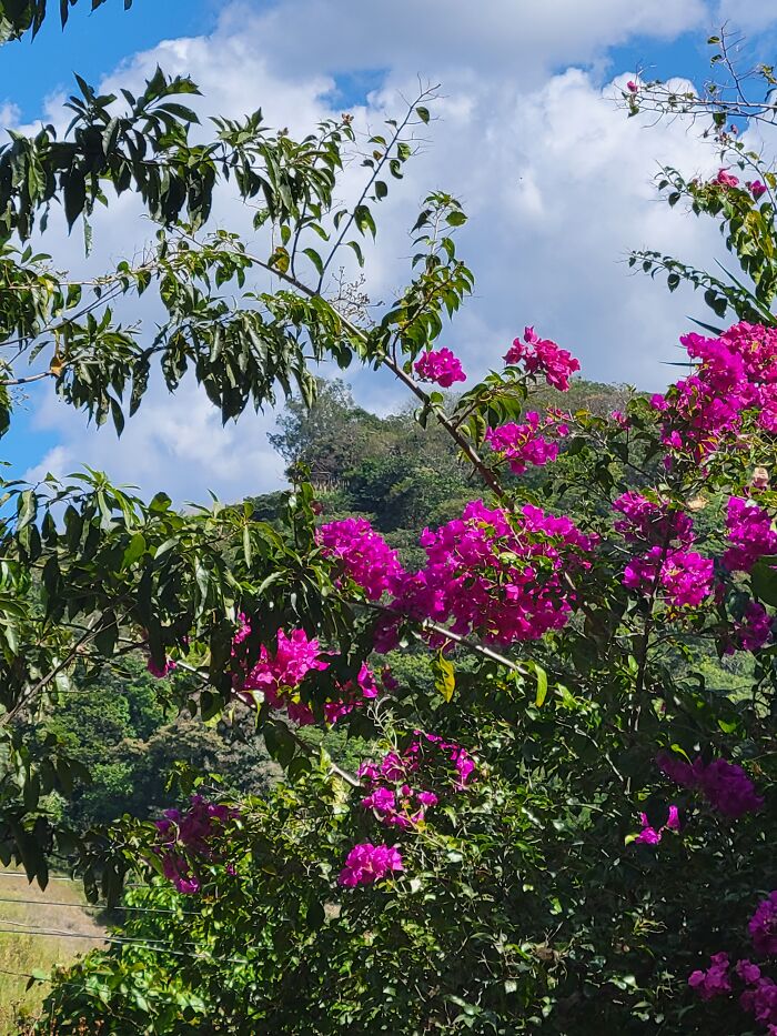 Some Flowers I Saw In El Salvador