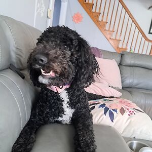 vfaulkner2974 avatar