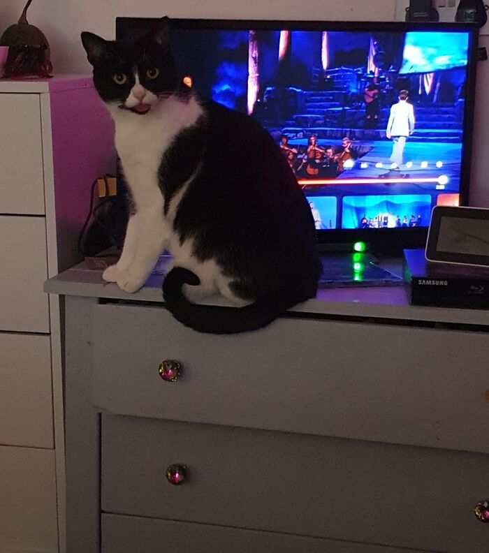 This Is The First Time I Managed To Get A Photo Of Mine Doing A Blep