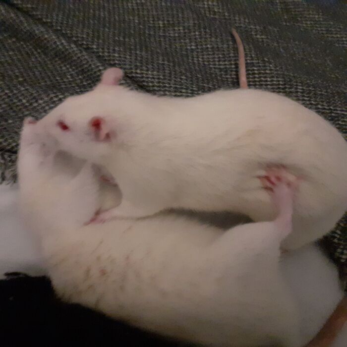 Drama Queens, Part 2