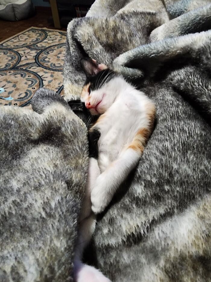 Life Is So Hard As A Kitten