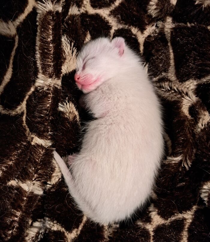 This Sweet Little Guy Sleepin'