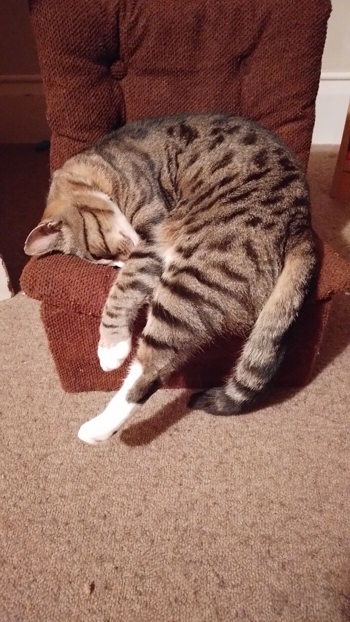 Huge Cat On A Normal Chair Or A Normal Cat On A Tiny Chair?