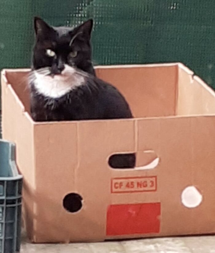 Majestic But With A Threatening Aura