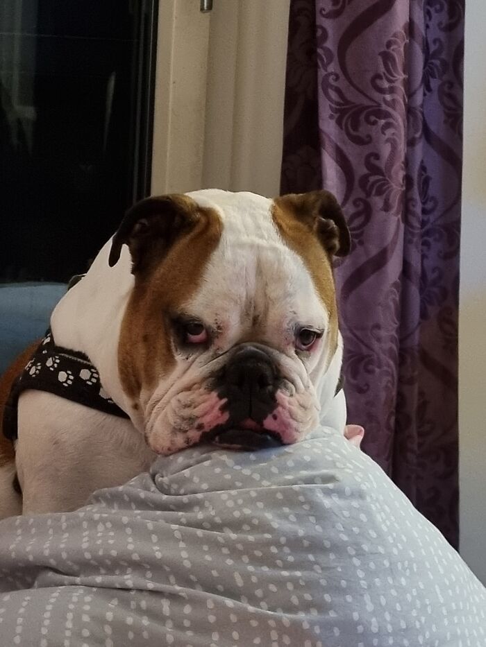 Sushi Needs To Be In The Center Of Our Attention. If Not, She Whines Or Barks (But Only Quick). Or Keeps Staring At Us Like This