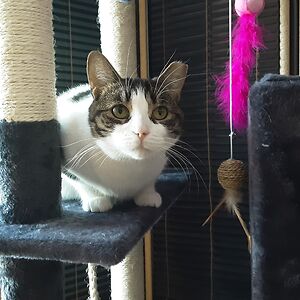 brigitte-pomel avatar