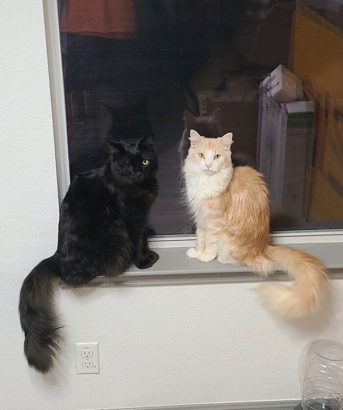 Meet Igor (Black) And Behemoth (Red/White)! They're Even Fluffier Now, And Igor Is Far Bigger Lol