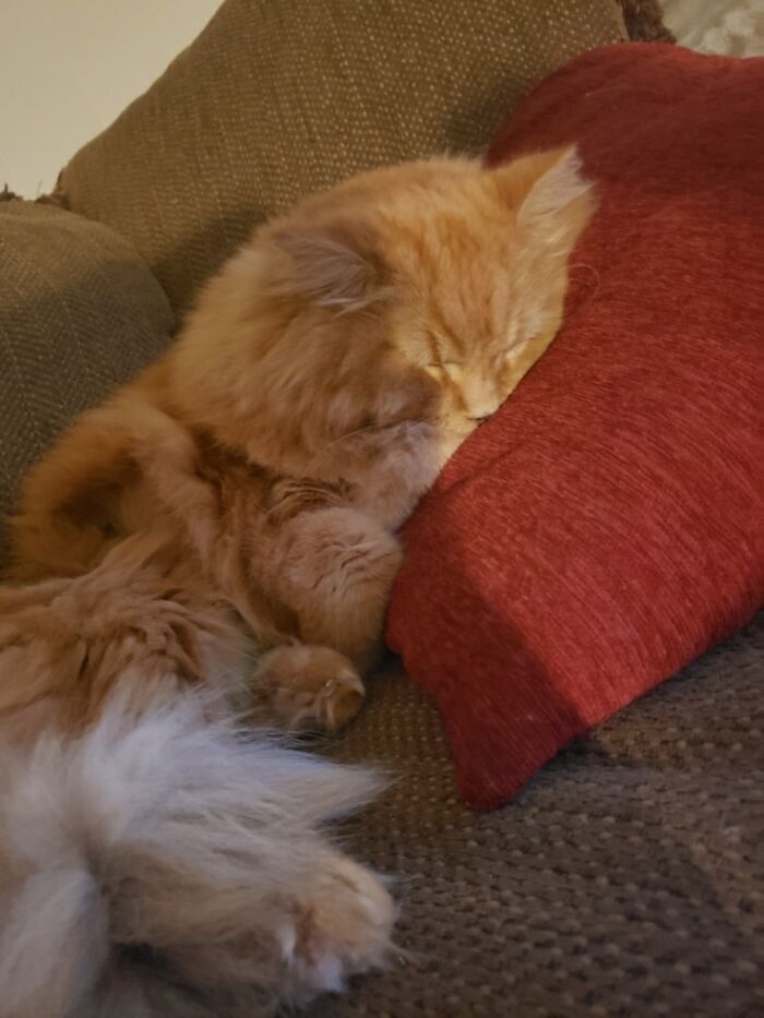 My Sweet Leo. This Was His First Night Back From One Of The First Emergency Vet Visits We Went Through. He Was So Happy To Be Home. Years Later I Still Miss My Best Friend