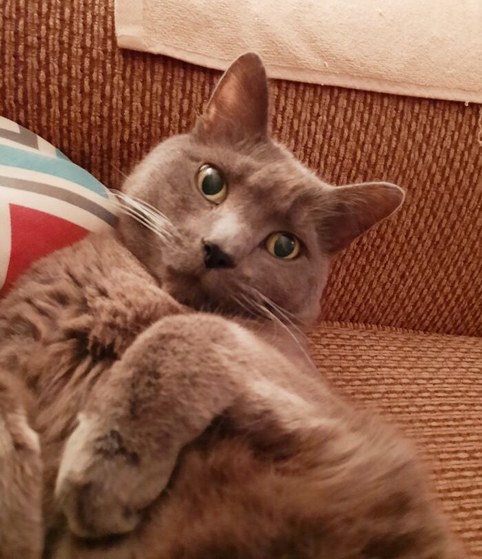 Who You Calling Fluffy!