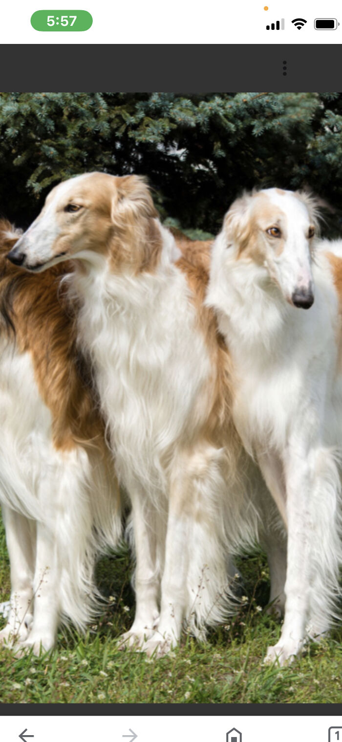 Grandmother’s Borzois