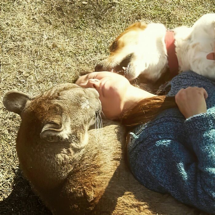 Heartwarming Story Of Blind Puma Rescued By Woman At Pumakawa Reserve Heartwarming Story Of Blind Puma Rescued By Woman At Pumakawa Reserve