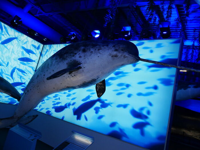 Narwhal exhibit in an aquarium setting, showcasing myths about narwhals.