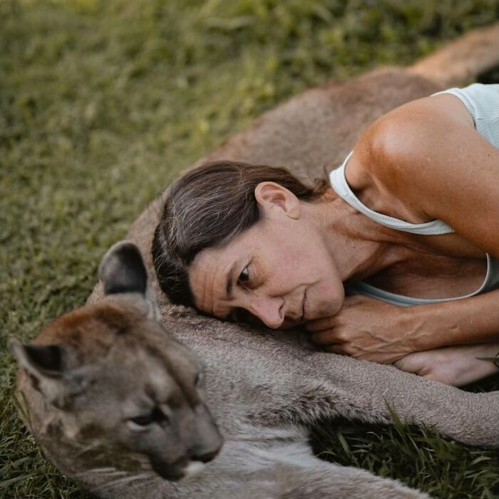 Heartwarming Story Of Blind Puma Rescued By Woman At Pumakawa Reserve Heartwarming Story Of Blind Puma Rescued By Woman At Pumakawa Reserve
