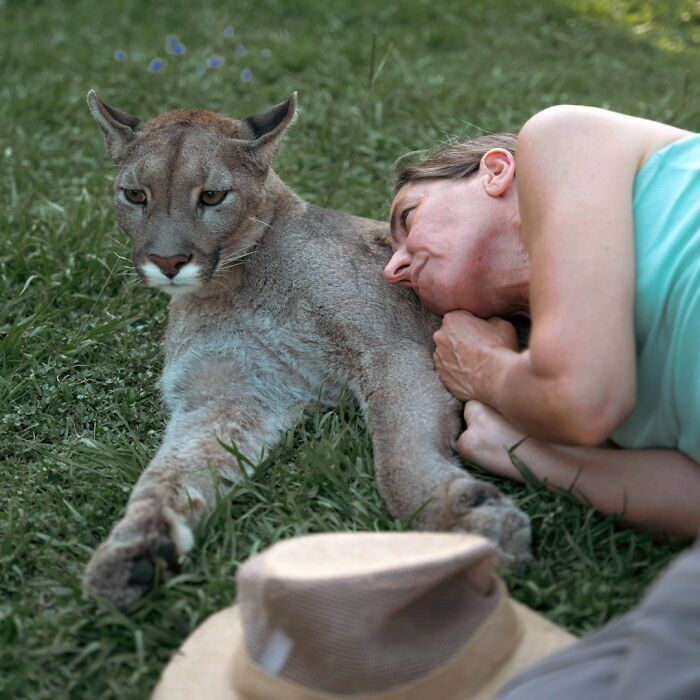 Heartwarming Story Of Blind Puma Rescued By Woman At Pumakawa Reserve Heartwarming Story Of Blind Puma Rescued By Woman At Pumakawa Reserve