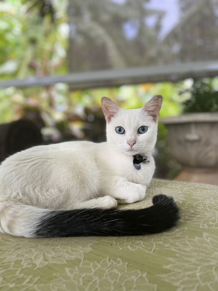 Goosers Grows Up Into A Swan