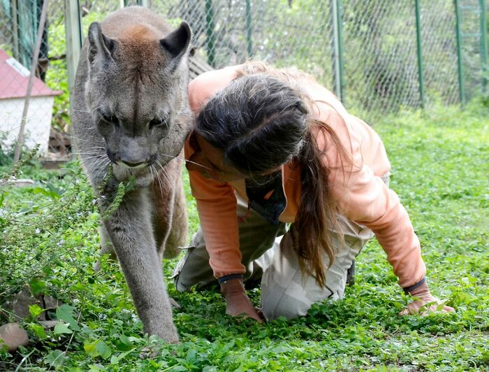 Heartwarming Story Of Blind Puma Rescued By Woman At Pumakawa Reserve Heartwarming Story Of Blind Puma Rescued By Woman At Pumakawa Reserve