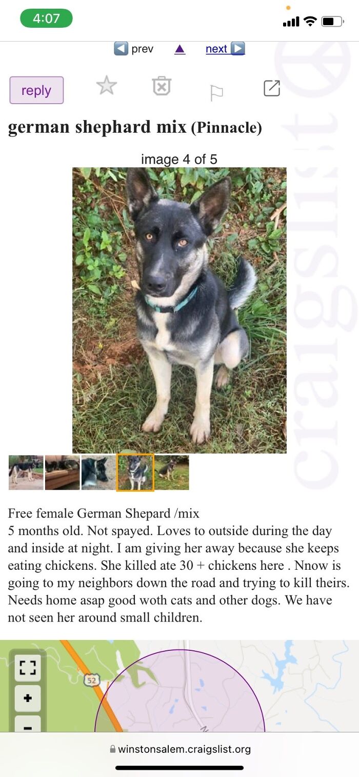 Birdie … This Was The Ad When We Got Her