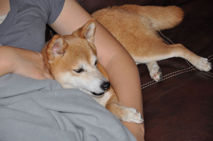 Man Never Wanted A Dog But Allowed His Wife And Kids To Have One As Long As They Took Care Of It, Gets Called A Jerk For Calling Out Their Neglect