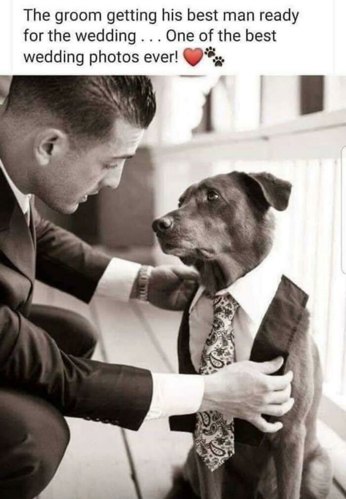 Seems Like The Dog Is Concerned