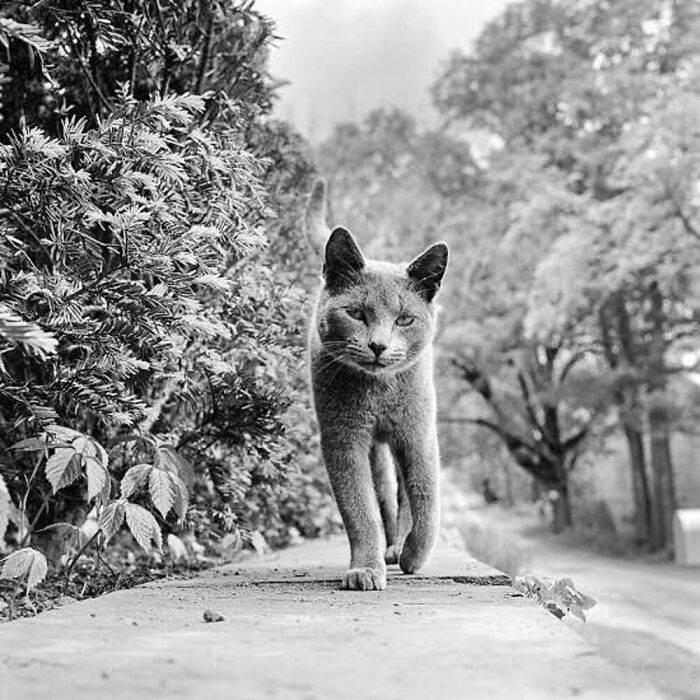 The Family Kitten Of Photographer Walter Chandoha. New Jersey, United States. 1961