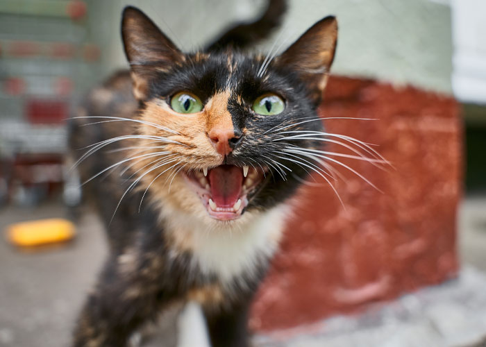 25 Nuevos e interesantes datos que quizá no conozcas, del grupo online "Hoy aprendí"