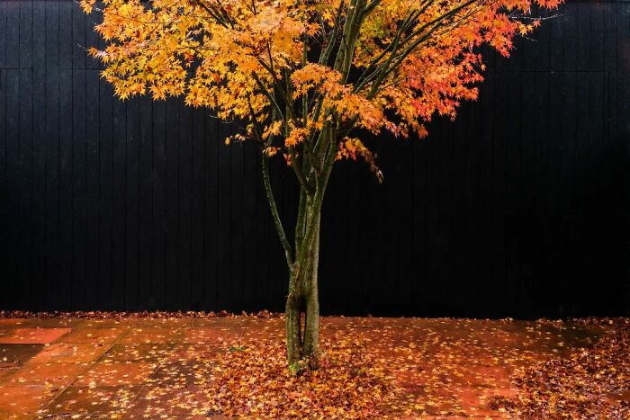 This Belgian Photographer Captures Funny And Extraordinary Scenes Of Everyday Life (30 New Pics)