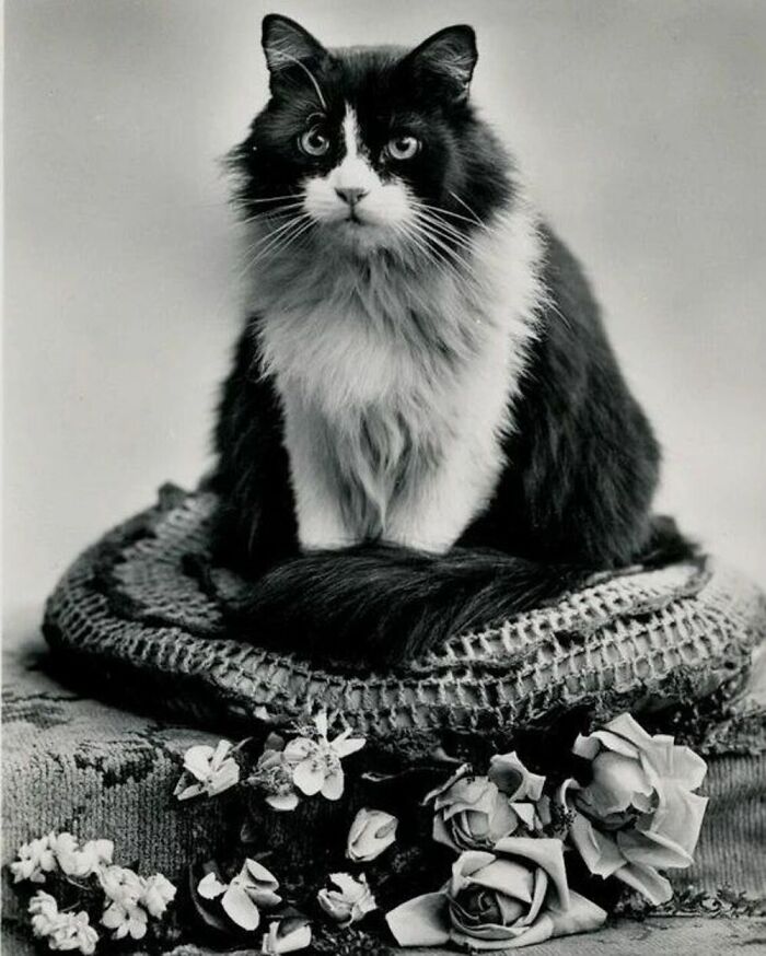 Nothing Surpasses The Beauty Of A Black And White Long-Haired Cat. Wonderful Portrait From The Year 1933