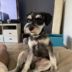 thislifemelodic avatar