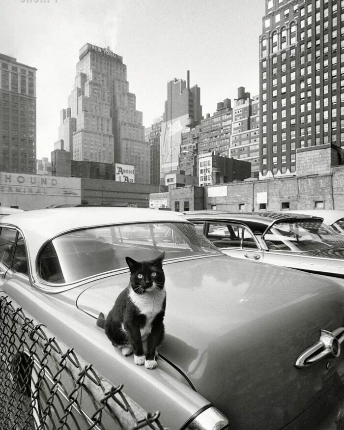 Photo By American Photographer Angelo Rizzuto In New York City, United States, 1958