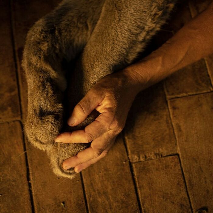 Heartwarming Story Of Blind Puma Rescued By Woman At Pumakawa Reserve Heartwarming Story Of Blind Puma Rescued By Woman At Pumakawa Reserve