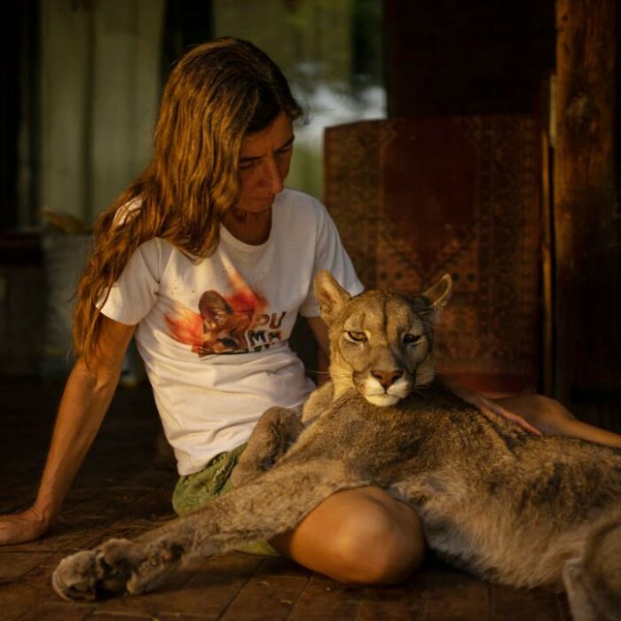 Heartwarming Story Of Blind Puma Rescued By Woman At Pumakawa Reserve Heartwarming Story Of Blind Puma Rescued By Woman At Pumakawa Reserve