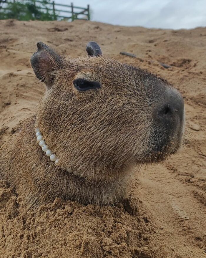 This Man From Brazil Who Lives On A Farm Shares A Beautiful Bond With A Rescued Capybara