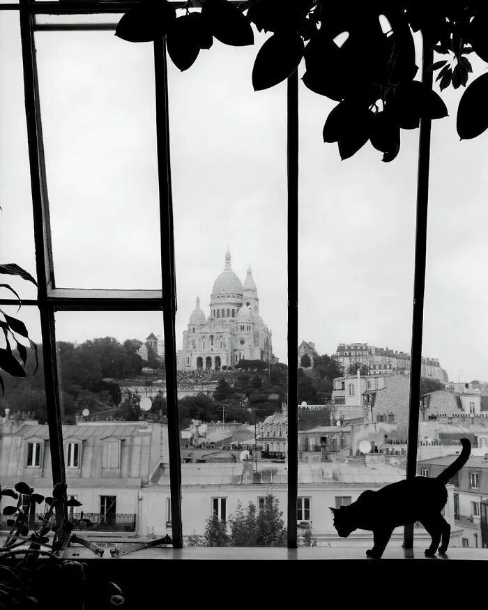 Photographer George Brassaï Took Several Images Of Cats Wandering Around The City Of Light. 1938