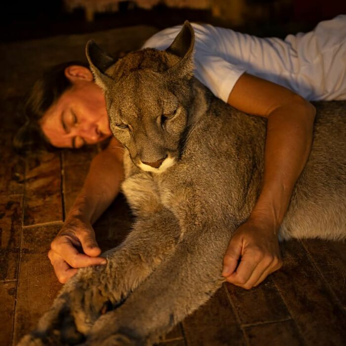 Heartwarming Story Of Blind Puma Rescued By Woman At Pumakawa Reserve Heartwarming Story Of Blind Puma Rescued By Woman At Pumakawa Reserve