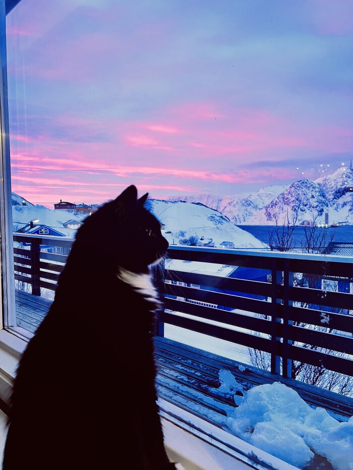 Marshmallow World And Kitty