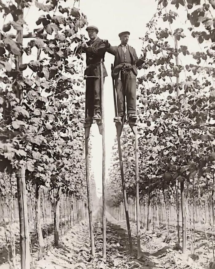 Hop Pickers On Stilts In Faversham England 1920