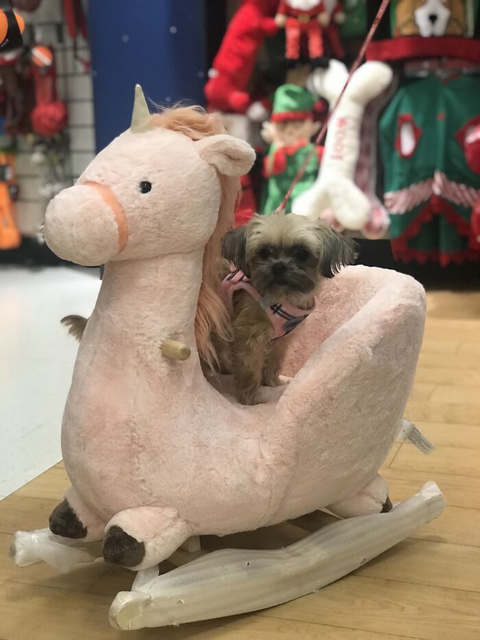 This Is Lily Majestically Riding Her Unicorn