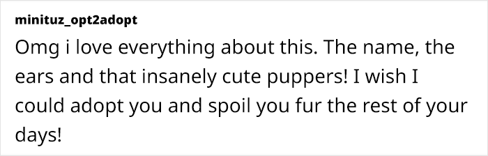 This Dog&rsquo;s New Crocheted Ears Gained Him Attention Online That Sped Up His Adoption