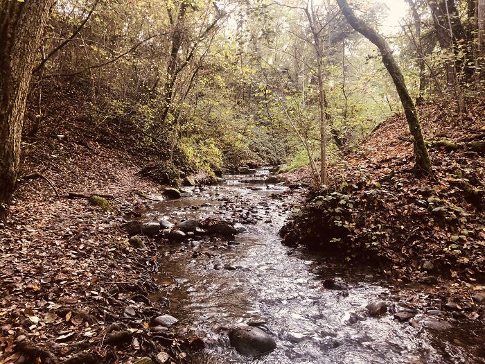 Forest In Switzerland