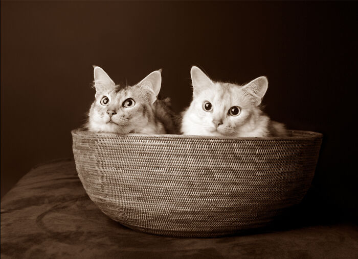 My Gorgeous Girls “Willow & Cassie”