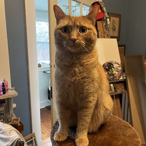 rachel-hassan avatar