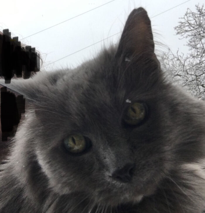 My Fluffy Cato (Had To Black Out My Face Sorry)