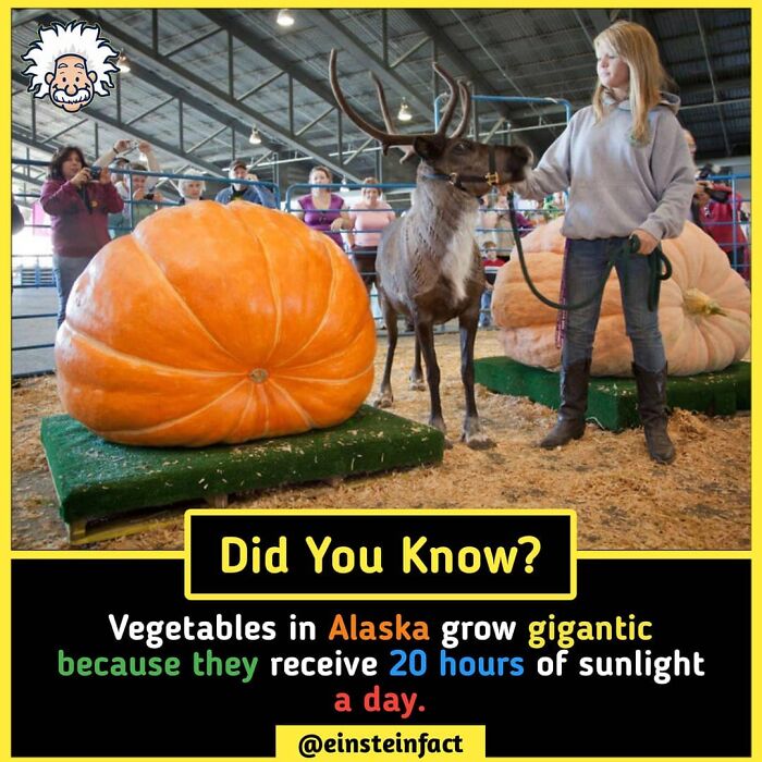 Interesting-Facts-Einsteinfact