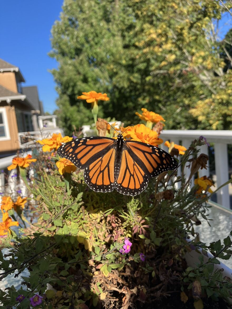 After A Fire Incident, We Went Back And This Creature Gave Me Hope