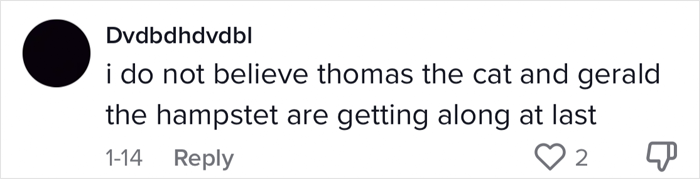 The Most Unlikely Friendship Formed Between This Cat And A Rat, Who Now Share An Inseparable Bond The Most Unlikely Friendship Formed Between This Cat And A Rat, Who Now Share An Inseparable Bond