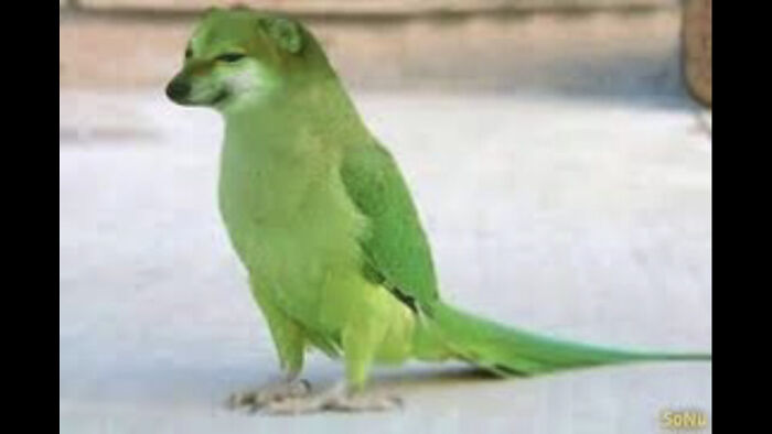 It’s A Dirb. Or A Bog. Idk