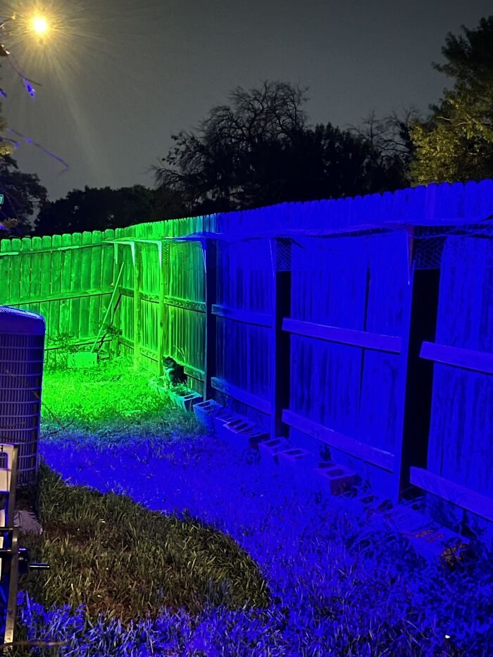 The Picture I Took Of My Cat Looks Like A Rendering Error