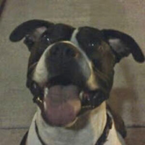 jeffreyteeling avatar